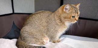 ひょっこりと顔を出す子猫