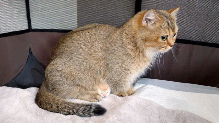 ひょっこりと顔を出す子猫