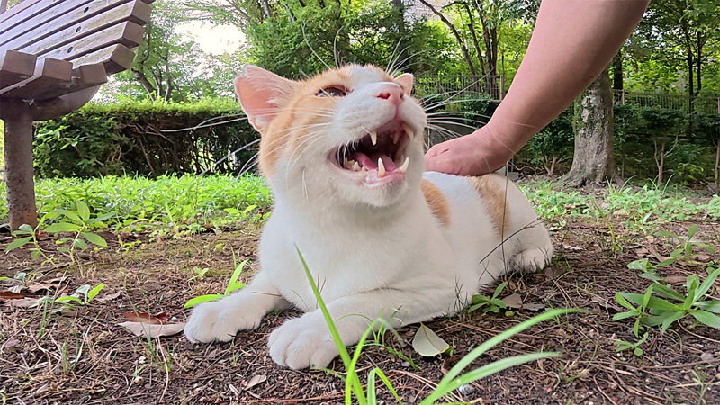 おしゃべりが止まらない猫