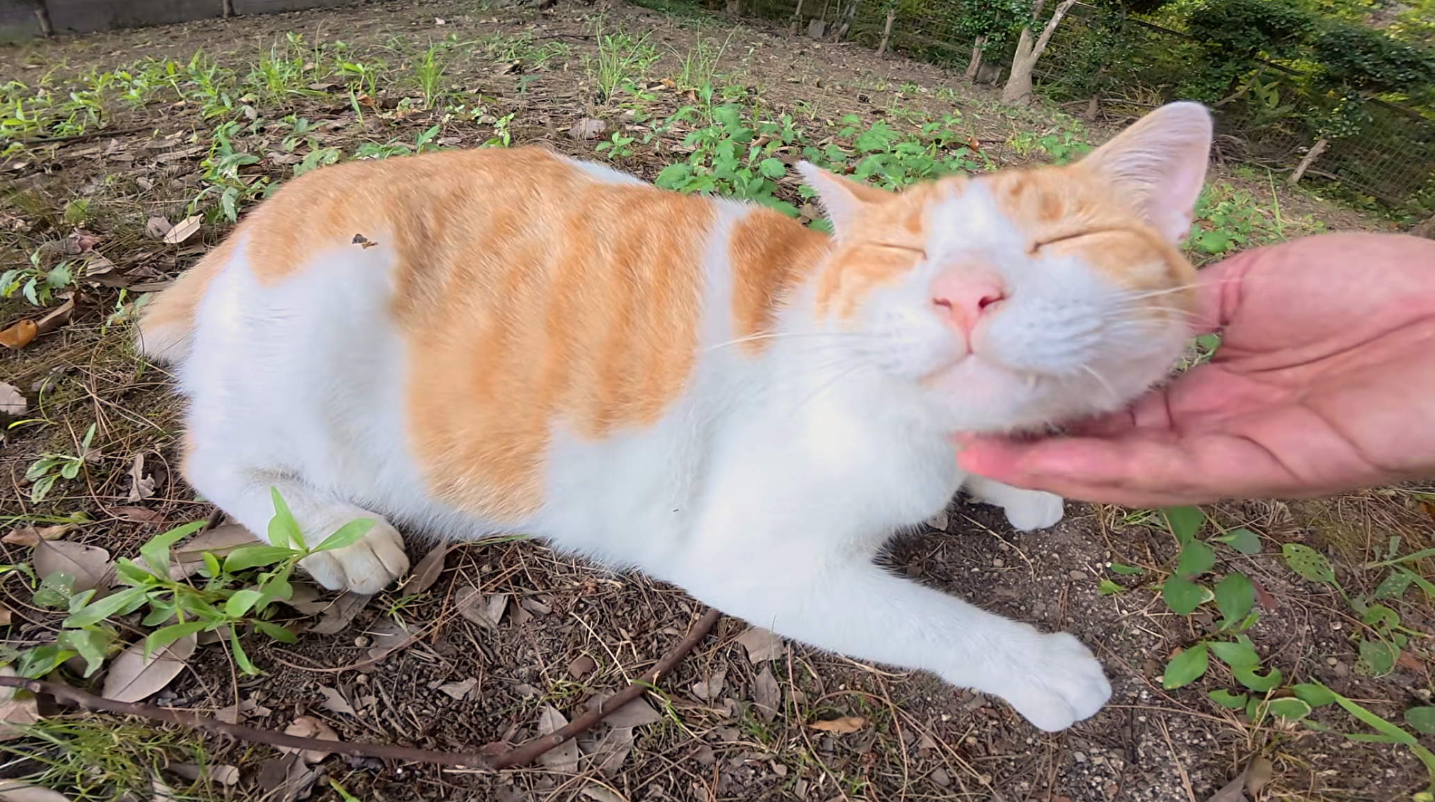 モフモフされる猫