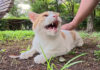 おしゃべりが止まらない猫