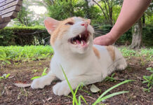おしゃべりが止まらない猫