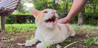 おしゃべりが止まらない猫