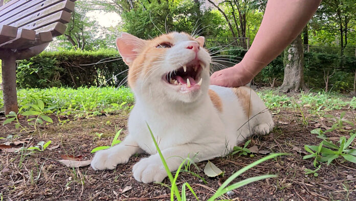 おしゃべりが止まらない猫