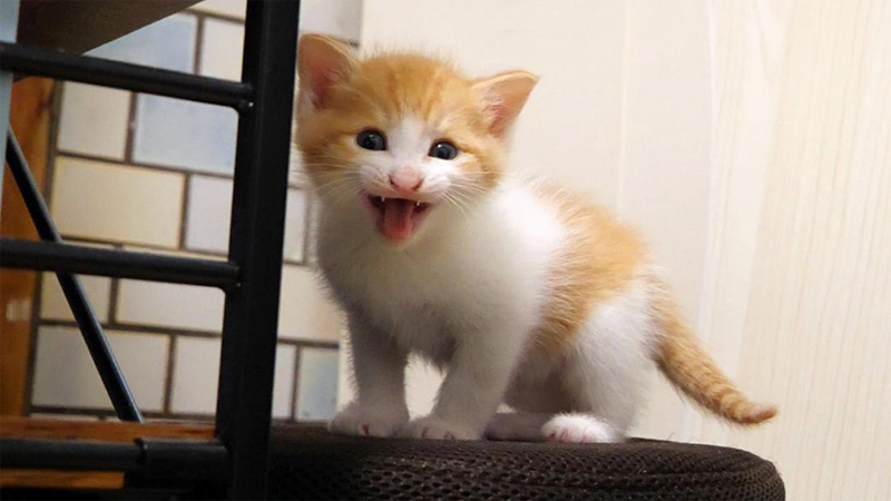 ご飯をおねだりする子猫