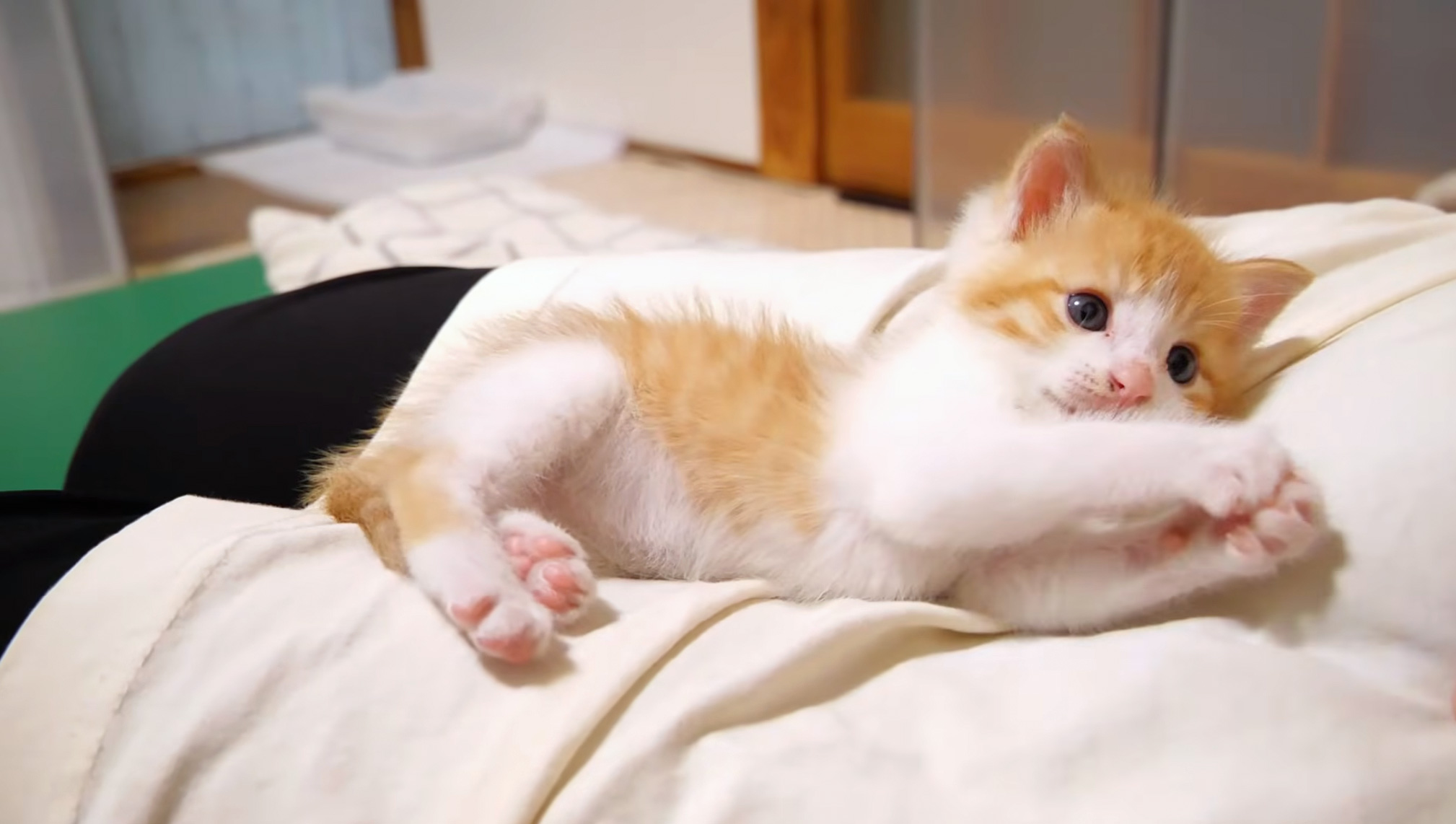 膝の上でくつろぐ子猫