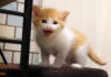 椅子の上でご飯をおねだりする子猫