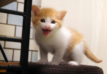 ニャーニャー隊の子猫達が椅子の上で可愛いおねだり♪ お腹を満たすと可愛いことに♡ 椅子の上でご飯をおねだりする子猫