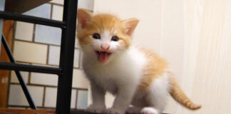 椅子の上でご飯をおねだりする子猫