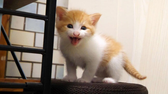 椅子の上でご飯をおねだりする子猫