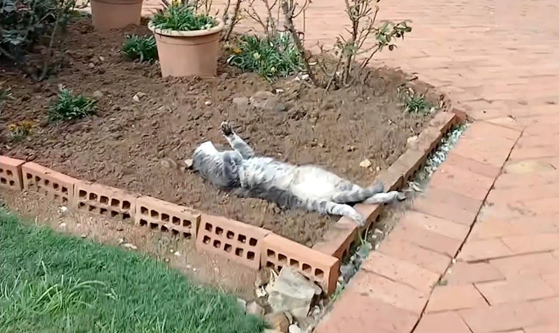 花壇で横になっていた猫