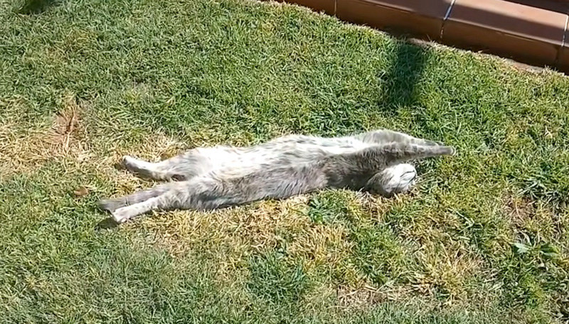 ヘソ天猫