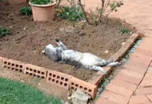 花壇で横になっていた猫