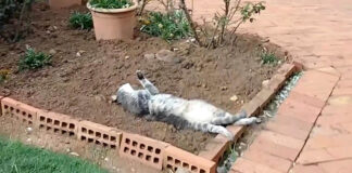 花壇で横になっていた猫