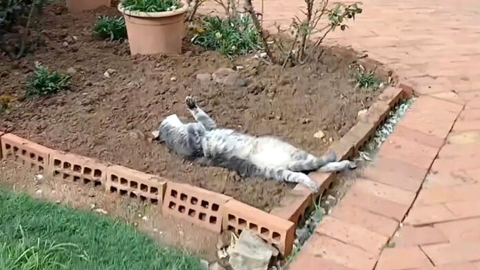花壇で横になっていた猫