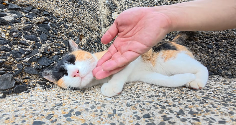 ナデナデされる三毛猫