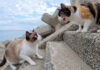 仲間猫を呼び出す三毛猫