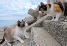 仲間猫を呼び出す三毛猫