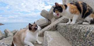 仲間猫を呼び出す三毛猫