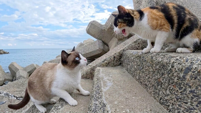 仲間猫を呼び出す三毛猫