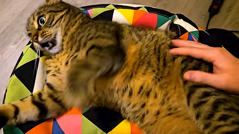 暴れる猫