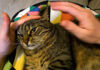 不機嫌な猫