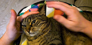 不機嫌な猫