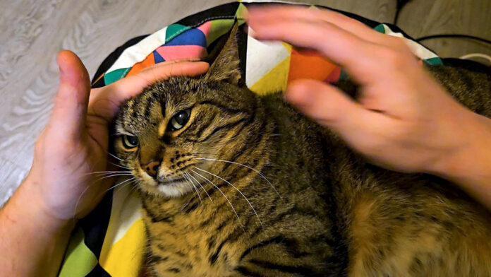不機嫌な猫