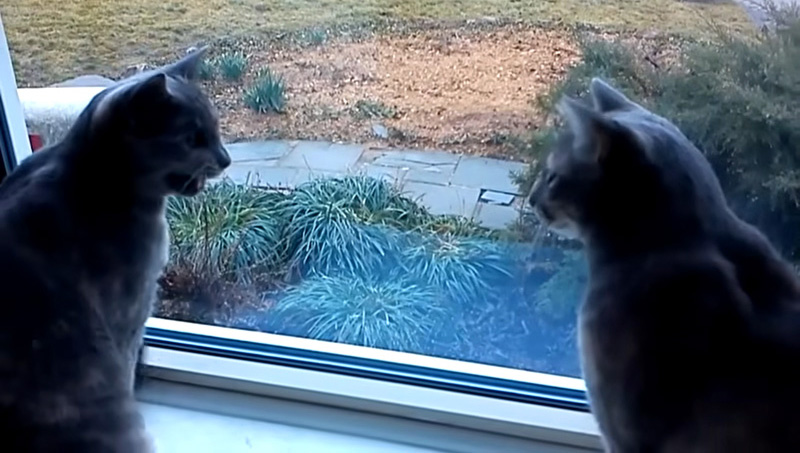 明らかに会話している猫達