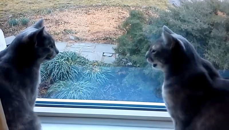 明らかに会話している猫達