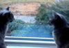 明らかに会話している猫達