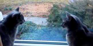 明らかに会話している猫達