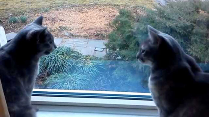 明らかに会話している猫達