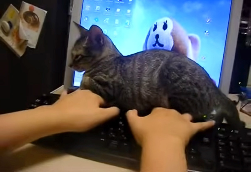 手の甲に座る子猫