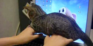 手の甲に座る子猫