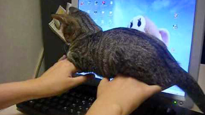 手の甲に座る子猫