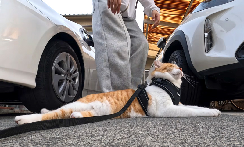 帰宅拒否する猫