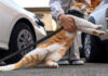 猫さんの帰宅拒否が本気すぎた! 散歩中に次々と笑わせてくれる猫さんが面白い ( *´艸`) 帰宅拒否する猫