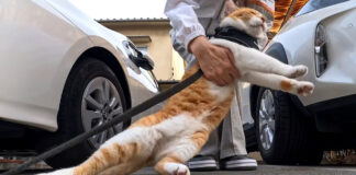 帰宅拒否する猫