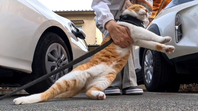 帰宅拒否する猫