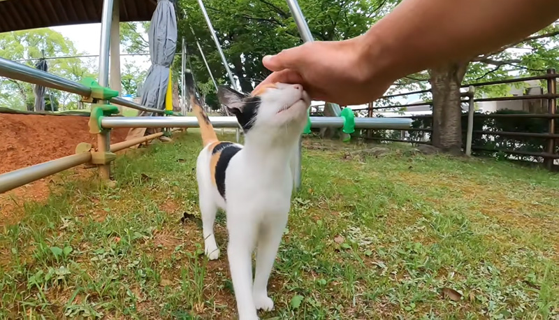 ナデナデされる猫
