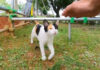 公園の土俵にいた三毛猫さん。ナデナデすると甘えてきてとっても可愛かった (*´ω`*)♡ 公園の土俵にいた猫