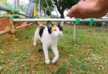 公園の土俵にいた猫