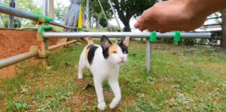 公園の土俵にいた猫