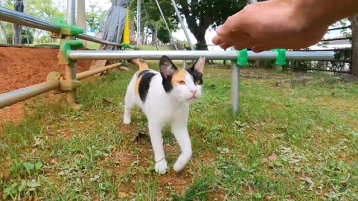 公園の土俵にいた猫
