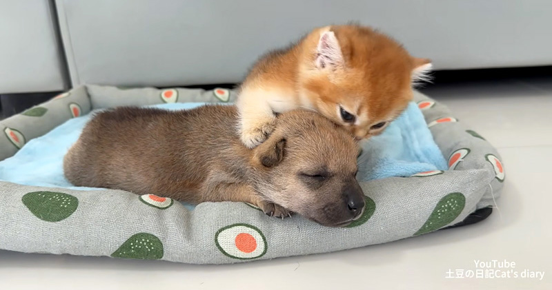 子犬を世話する子猫