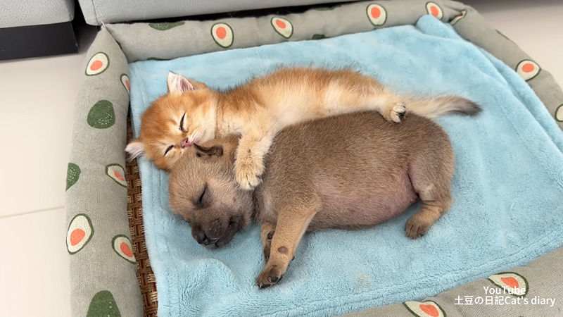 子犬に寄り添う子猫