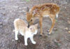 小鹿と友達になった子猫