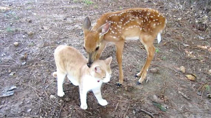小鹿と友達になった子猫