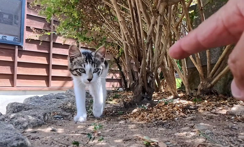 近づいてくる子猫